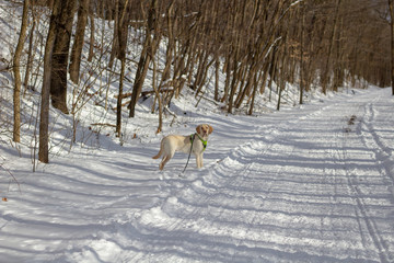 Yellow Labrador retriever standing on the snow dog portrait