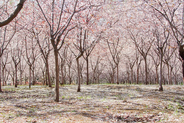 A beautiful path covered by pink cherry blossom. Spring in the park