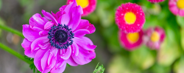 Banner with pink spring flower Poppy Anemone (Anemone coronaria) iin natura context with copy space.