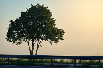 Lonely deciduous tree in fog.Green tree stands by  road. Silhouette of  tree in sunlight.