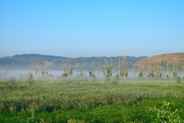 Dry bald trees in fog on background of green hills. Reeds in foreground.