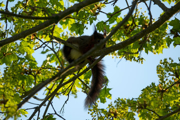 Écureuil sur une branche d'un arbre