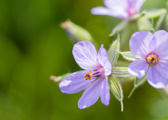 colorful wildflowers with