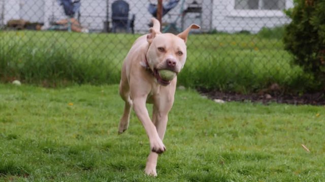 Playful Puppy Dog Terrier Leaps and Runs playing fetch with ball in Slow Motion