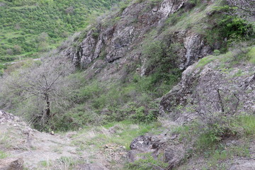 A tree grew between the rocks in the canyon. There are BlackBerry bushes near the tree. Soon the tree will turn green and the brambles will blossom