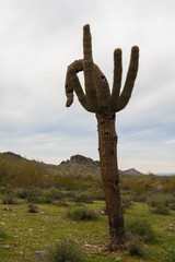 Saguaro Sonaran Desert