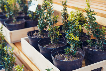 A bunch of potted plants in wooden box growing inside a greenhouse nursery. Selective focus.