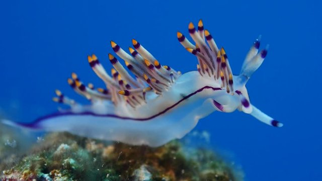 flabellina nudibranch nudybranch underwater slug scenery ocean life