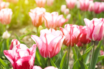 Beautiful blooming tulips outdoors on spring day