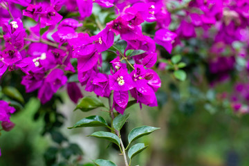 bougainvillea flower in Samaipata Bolivia