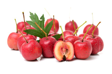 Hawthorn on white background 