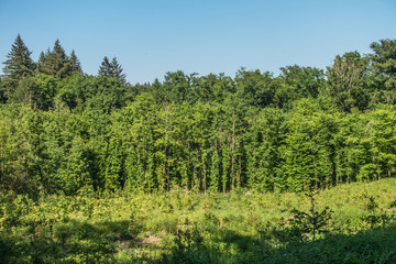 Wiederaufforstung des Mischwaldes im Frühjahr