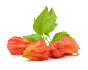 Physalis fruit on white background 