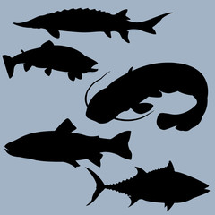 Illustration of fish silhouettes