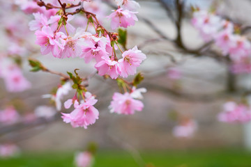 Branch of pink apple blossoms with blurred background bokeh. Copy space.