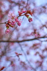 Branch of pink apple blossoms with blurred background bokeh. Copy space.