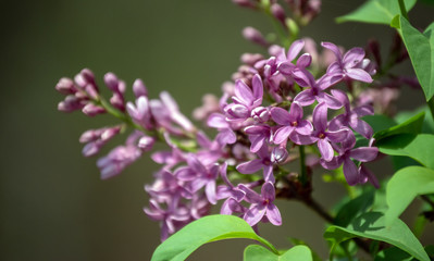 When the lavender lilac begin to bloom we know spring is in the air in Missouri. The bokeh effect draws the eye to the delicate petals in the center of the photo.