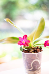 Orchidee Phalaenopsis (violacea coerulea FS x Zheng Min Etching) x Phalaenopsis KTC Khao Khitchakut