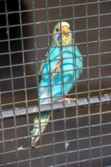 The budgerigar (Melopsittacus undulatus) in a cage