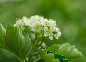 White thorn in full bloom. Minimal nature concept. White flowers and green background. Close-up photography 