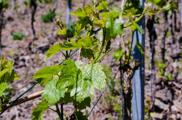Grapevine plants in a vineyard on a sunny day