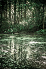 Versteckter kleiner Teich im dunklen Wald