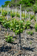 Fototapeta na wymiar Grapevine plants in a vineyard on a sunny day