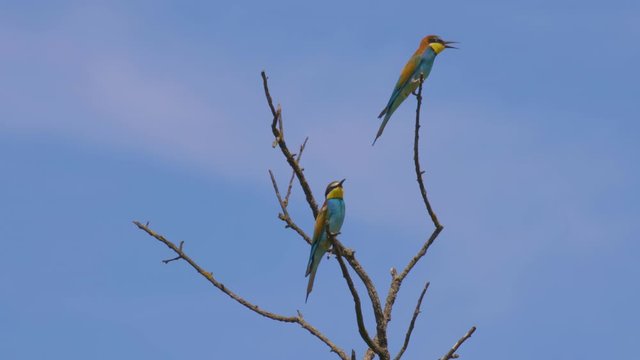 Beautiful Bird Blue-Tailed Bee-Eater on The Tree