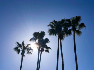 Palm trees sway with starburst sun.