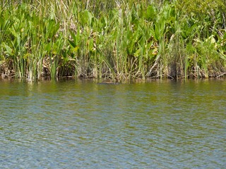 an alligator in the canal