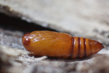 Moth pupa