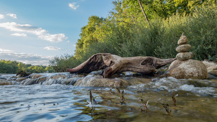 Vieux tronc d'arbre au bord d'une rive de l' Ain.