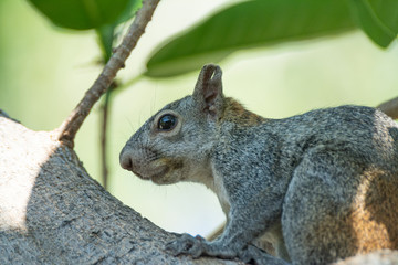 ardilla
