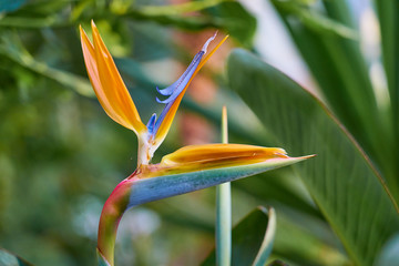 Obraz premium Soft blurred background of cloudy sky.