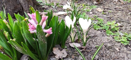 spring flowers