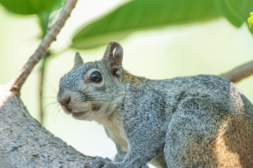 ardilla
