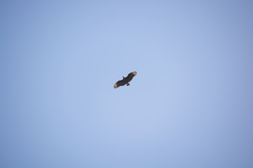 Pássaro urubu voando no céu azul