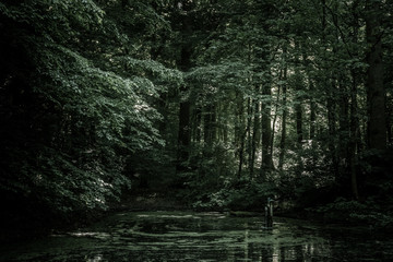 Obraz premium Versteckter kleiner Teich im dunklen Wald