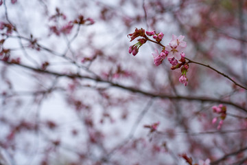 Branch of pink apple blossoms with blurred background bokeh. Copy space.
