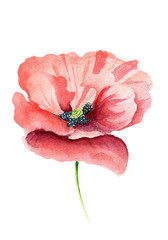 Hand painted watercolor red poppy flower isolated on the white background