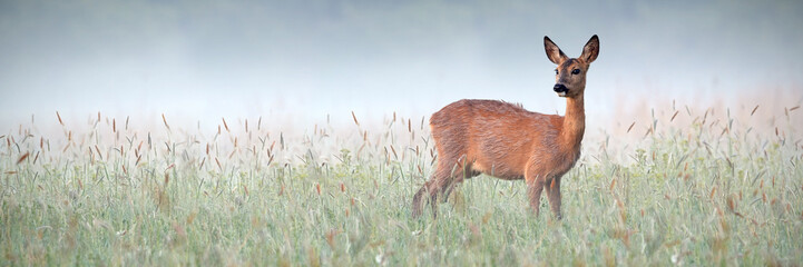 Beautiful roe deer, capreolus capreolus, doe observing surroundings of green meadow wet from dew....