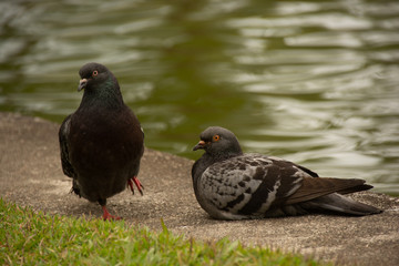 Pombos no parque próximos ao lago