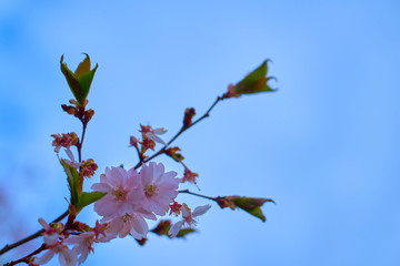 Branch of pink cherry blossoms, against a blue cloudy sky.