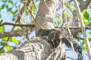 Fototapeta premium ardilla 