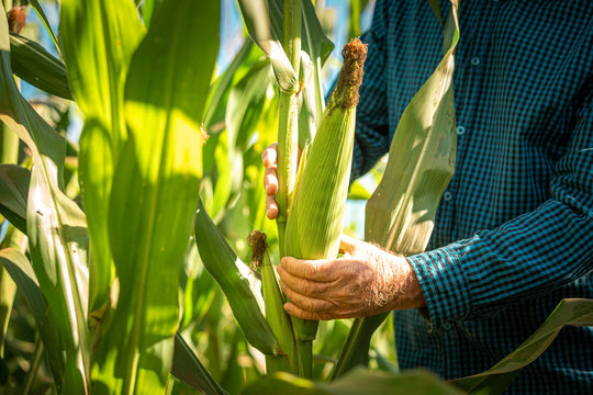 Milho planta&ccedil;&atilde;o
