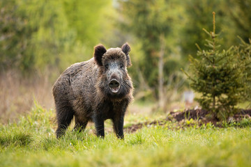 Cute wild boar, sus scrofa, standing on the forest clearing. Funny adult hog smiling and eye contact. Cheerful hairy swine posing with mouth open in the wilderness. Massive animal looking shy.