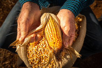 Milho plantação © FelipeBallin