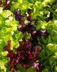 Close-up of clusters of healthy green and red leaf lettuce is easy to grow in a community garden. - 350366348