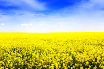 Fototapeta premium Rapeseed field, Wonderful golden rapeseed field and fun sun.