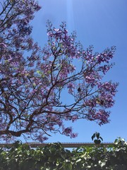 tree and sky